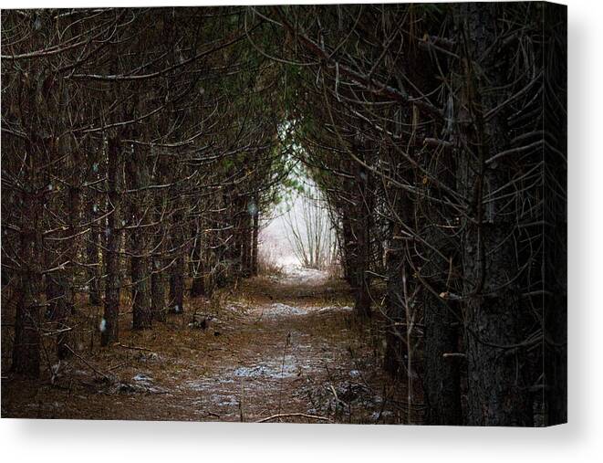 Forest Canvas Print featuring the photograph Alice in Wonderland by Daniel Martin