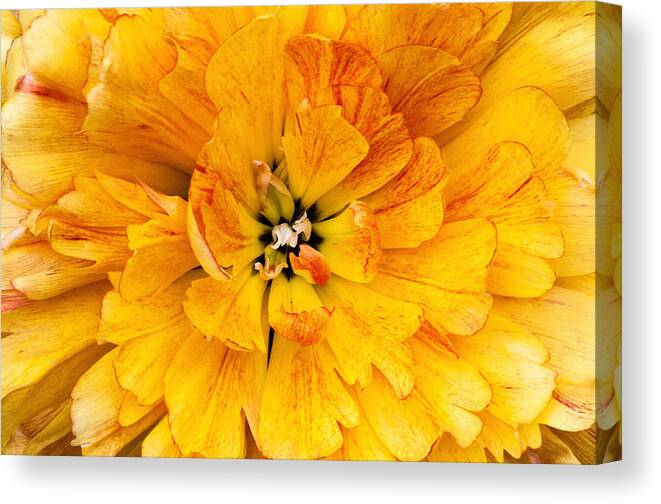 Flower Canvas Print featuring the photograph All Flower by Don Johnson