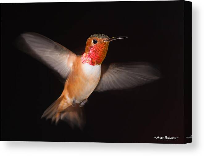 Bird Canvas Print featuring the photograph Allen's Hummingbird Blur 2 by Avian Resources