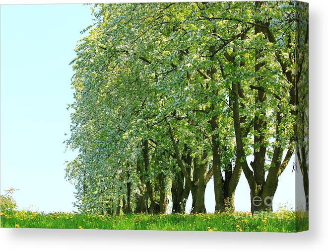 Autumn Canvas Print featuring the photograph Alley of Trees by Amanda Mohler