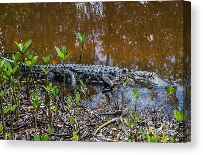 Alligator Canvas Print featuring the photograph Alligator by Anne Kitzman