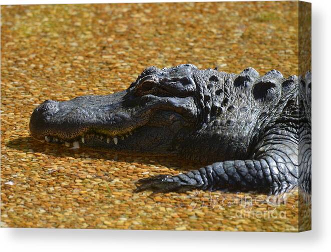 Alligator Canvas Print featuring the photograph Alligator by DejaVu Designs