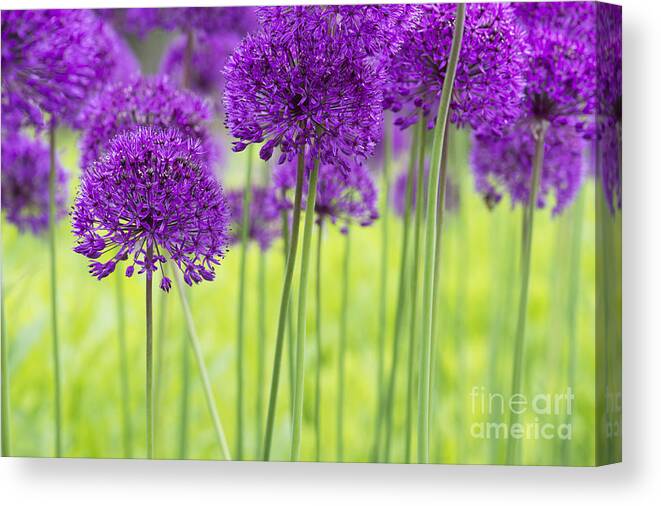 Allium Hollandicum Canvas Print featuring the photograph Allium Hollandicum Purple Sensation Flowers by Tim Gainey