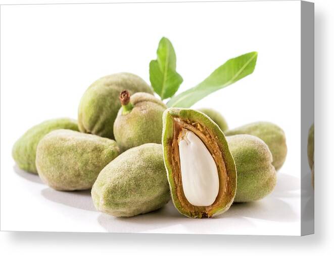 Almonds Canvas Print featuring the photograph Almond In Its Shell by Aberration Films Ltd