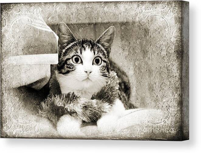  Canvas Print featuring the photograph Aloha Kitty Painterly by Andee Design