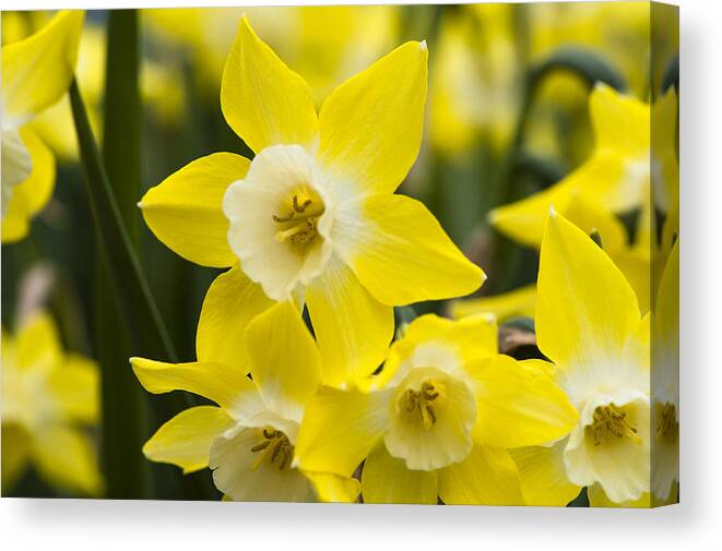 Daffodil Canvas Print featuring the photograph Alpha Daffodil by Dan Hefle