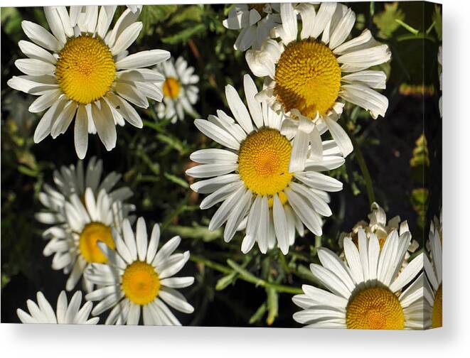 Flower Canvas Print featuring the photograph Alpine Daisies in Glacier National Park by Bruce Gourley