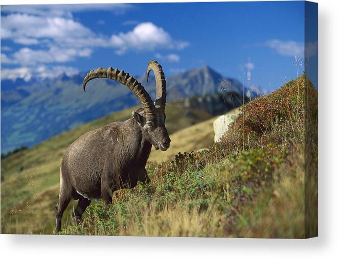 00198365 Canvas Print featuring the photograph Alpine Ibex Capra Ibex Male With Swiss by Konrad Wothe