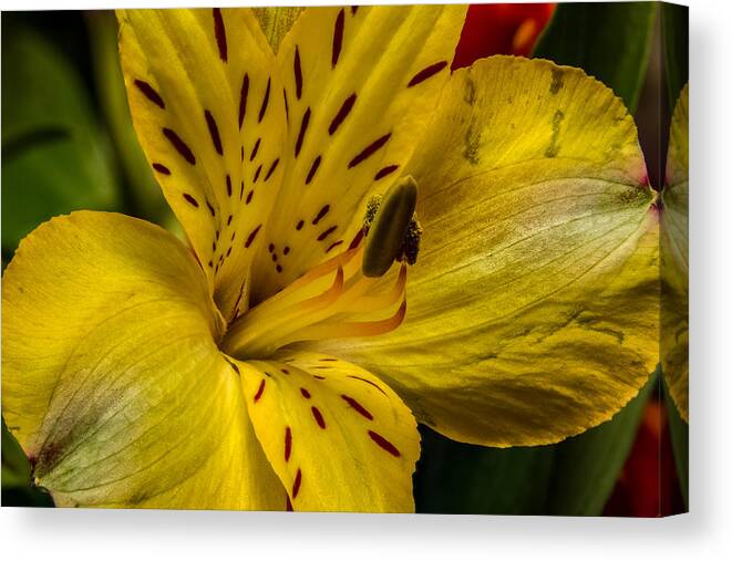 Alstroemeria Canvas Print featuring the photograph Alstroemeria Bloom by Ron Pate