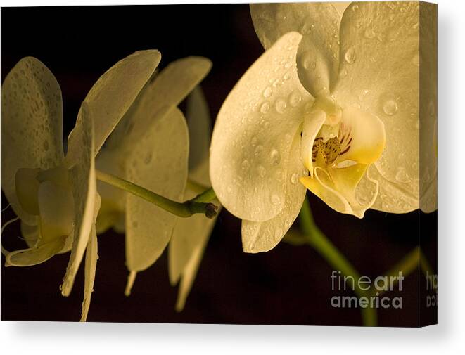 Flower Canvas Print featuring the photograph Amazing Orchid 2 by Micah May
