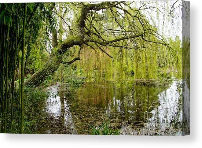 A Lanscape Picture With Green Bamboo Canvas Print featuring the photograph Amazingly green by Elena Perelman