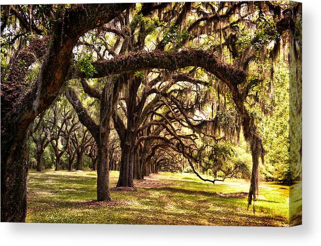 Live Oak Canvas Print featuring the photograph Amber Archway by Renee Sullivan