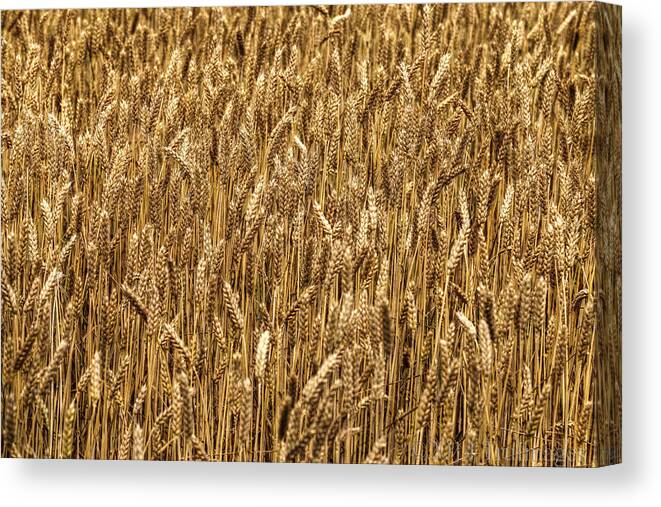 Field Canvas Print featuring the photograph Amber grains by TruImages Photography