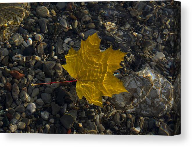 Amber Yellow Canvas Print featuring the photograph Amber Yellow Sunshine - Maple Leaf and Pebbles by Georgia Mizuleva