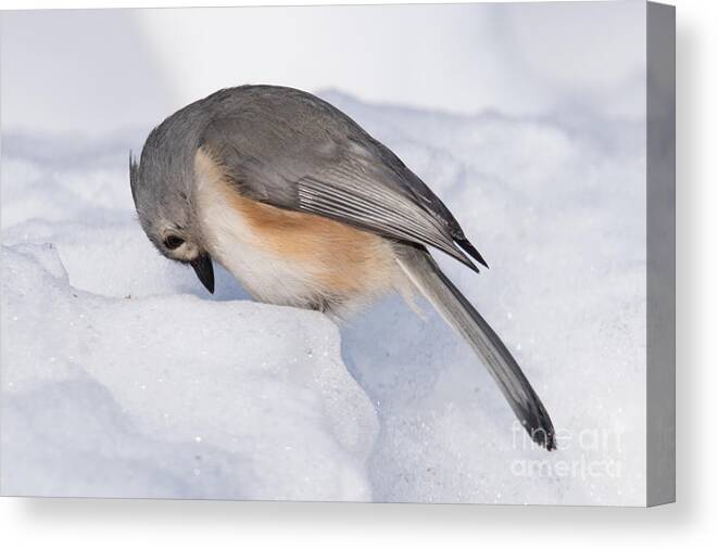 Amen Canvas Print featuring the photograph Amen by Ronald Grogan