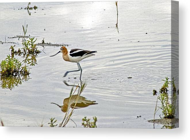 American Avocet Walking In Water. American Avocet Photography. Water Birds. Bird Refection Photography. Shore Birds. Shore Bird Photography. Avocet Feeding. Bird Pond Photography. Summer Birds. Water Fowl Birds. Canvas Print featuring the photograph American Avocet feeding by James Steele