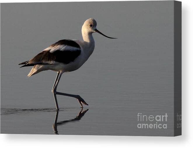 American Avocet Canvas Print featuring the photograph American Avocet by Meg Rousher