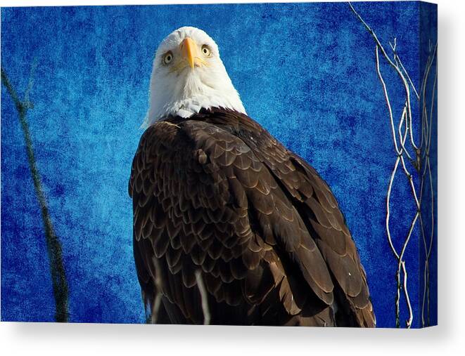 Bald Eagle Canvas Print featuring the photograph American Bald Eagle Blues by James BO Insogna