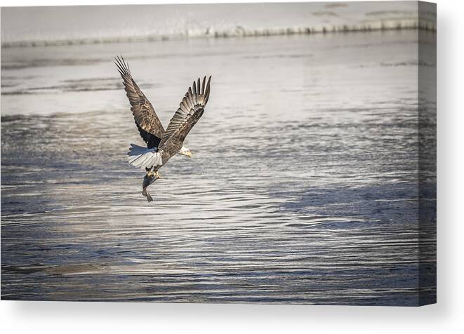 American Bald Eagle Canvas Print featuring the photograph American Bald Eagle With A Fish 4 by Thomas Young