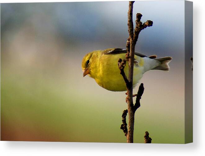 Bird Canvas Print featuring the photograph American Beauty by Bill Pevlor