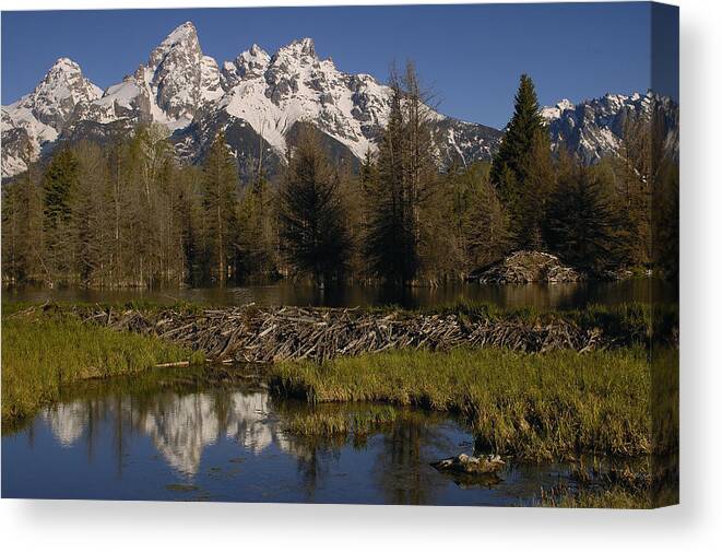 Feb0514 Canvas Print featuring the photograph American Beaver Dam And Lodge Grand by Pete Oxford