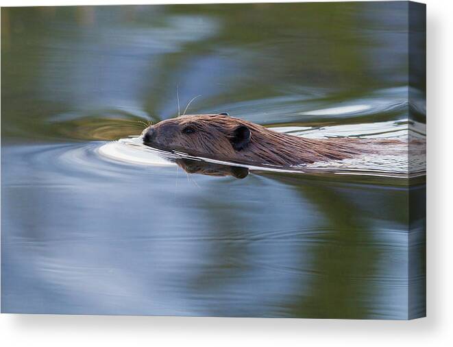 American Beaver Canvas Print featuring the photograph American Beaver Swimming In Pond by Ken Archer