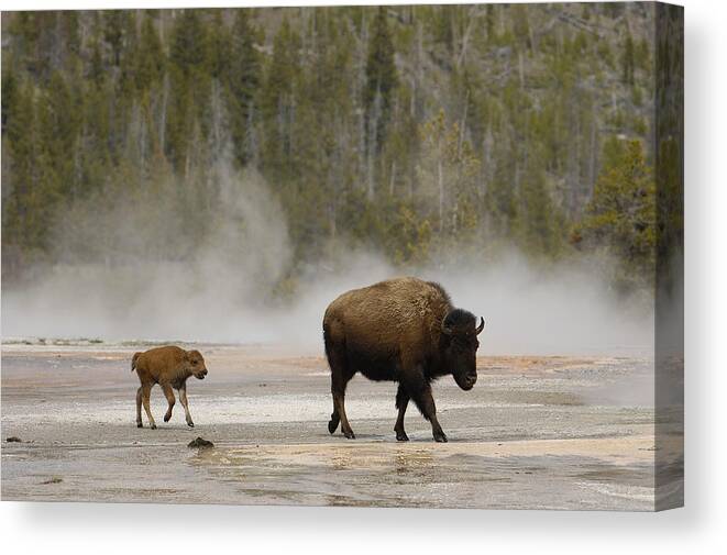 00210680 Canvas Print featuring the photograph American Bison Mother and Calf by Pete Oxford