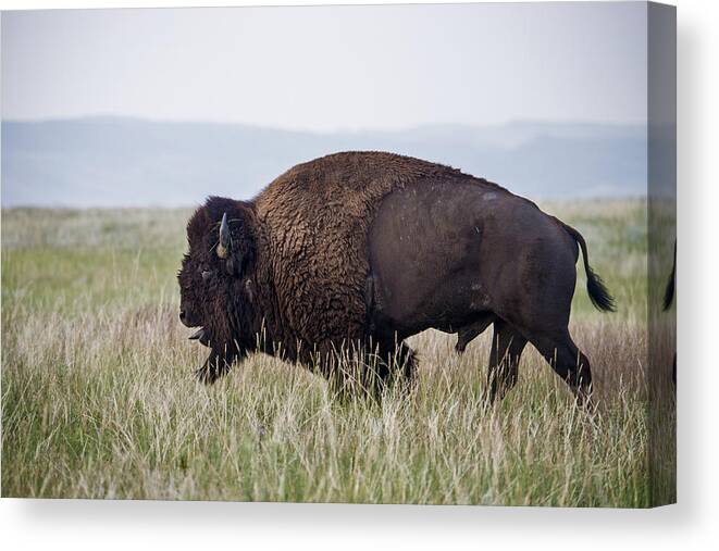 Flpa Canvas Print featuring the photograph American Bison Wind Cave South Dakota by Mark Newman