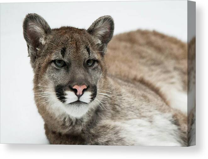 Animal Themes Canvas Print featuring the photograph American Cougar by © Justin Lo