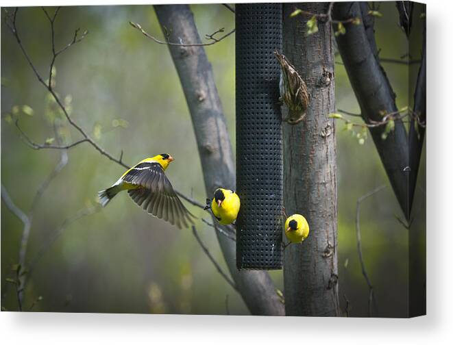 American Canvas Print featuring the photograph American Goldfinch by Bill Cubitt