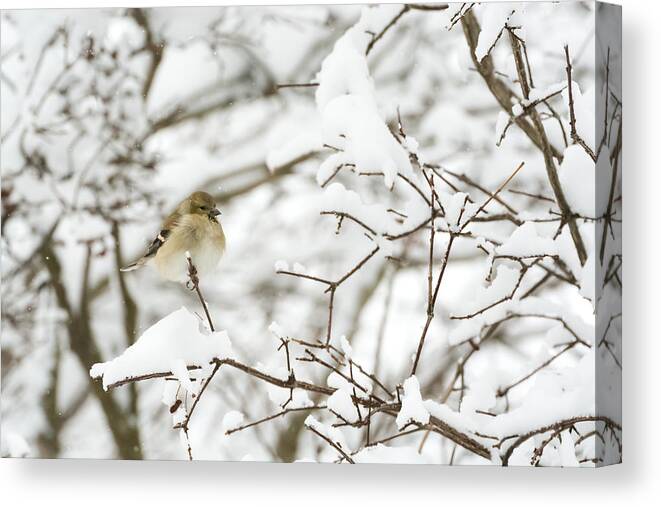 Jan Holden Canvas Print featuring the photograph American Goldfinch by Holden The Moment