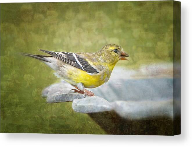 American Goldfinch Canvas Print featuring the photograph American Goldfinch on Birdbath by Bonnie Barry