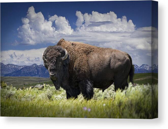 Bison Canvas Print featuring the photograph American Western Buffalo by Randall Nyhof