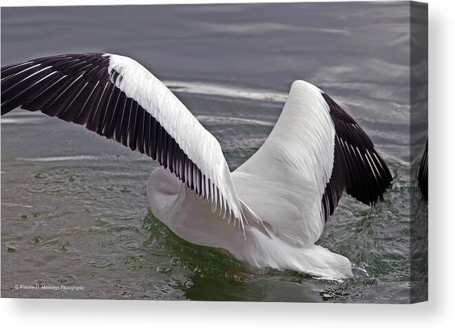 American White Pelican Canvas Print featuring the photograph American White Pelican by Winston D Munnings