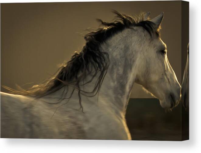 Andalusia Canvas Print featuring the photograph Americano 4 by Catherine Sobredo