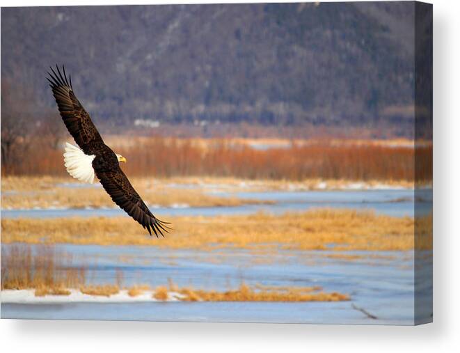 Haliaeetus Leucocephalus Canvas Print featuring the photograph America's Beauty by Brook Burling