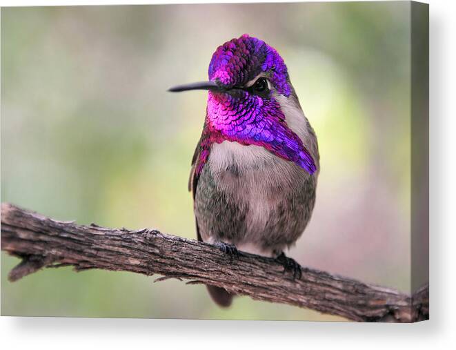 Costa's Hummingbird Canvas Print featuring the photograph Ampin' It Up by Theo OConnor
