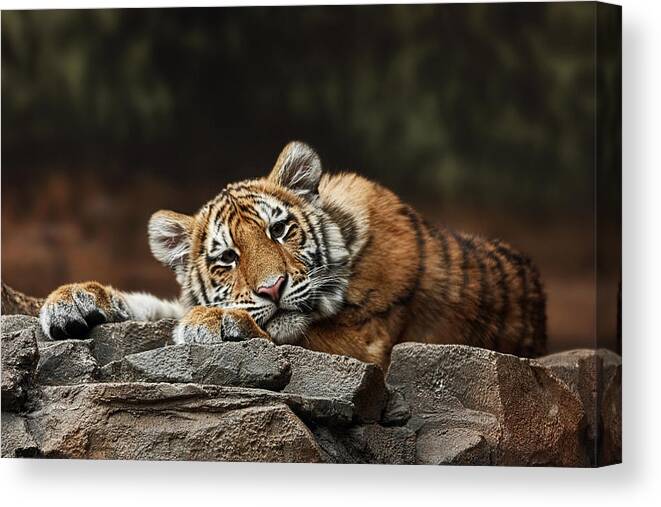 Amur Tiger Cub Canvas Print featuring the photograph Amur Tiger Twin by Theo OConnor