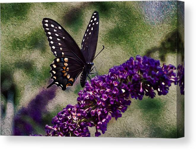 Black Butterflies Canvas Print featuring the photograph An afternoon visitor by Jeff Folger