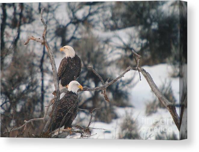 Eagles Canvas Print featuring the photograph An Eagle Pair by Jeff Swan