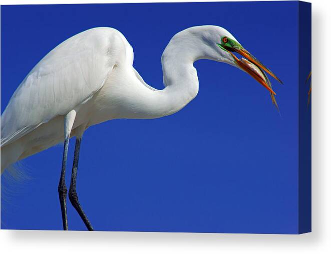 Egret Canvas Print featuring the photograph An Egret's Lunch by Daniel Woodrum