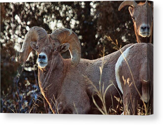 Bighorn Sheep Canvas Print featuring the photograph An Icy Stare by Jim Garrison