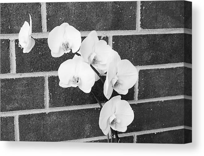 White Canvas Print featuring the photograph An orchid by Milena Ilieva
