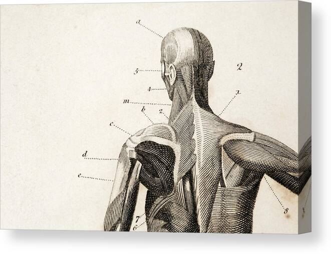 Anatomy Canvas Print featuring the drawing Anatomy engraving by Belterz