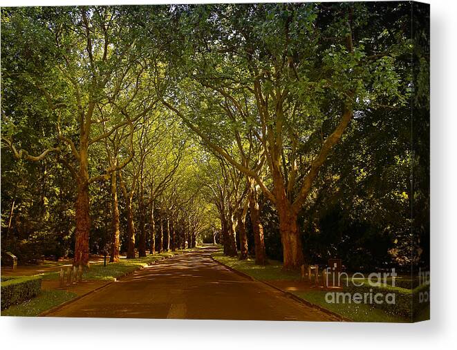Trees Canvas Print featuring the photograph Ancient Trees by Teresa Zieba