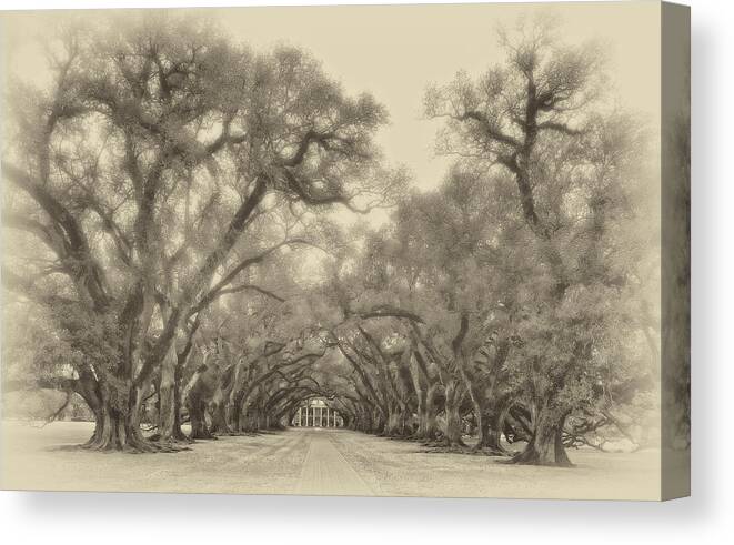 Oak Alley Plantation Canvas Print featuring the photograph And Time Stood Still sepia by Steve Harrington