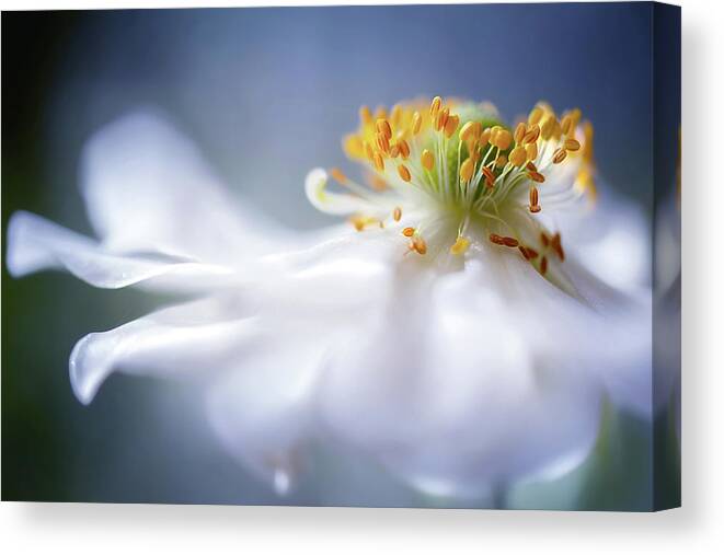 Summer Canvas Print featuring the photograph Anemone 1 by Mandy Disher