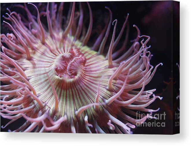 Aquarium Canvas Print featuring the photograph Anemone by James L Davidson