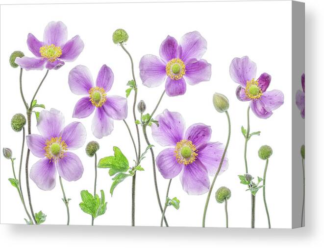 Japanese Canvas Print featuring the photograph Anemone Japonica by Mandy Disher