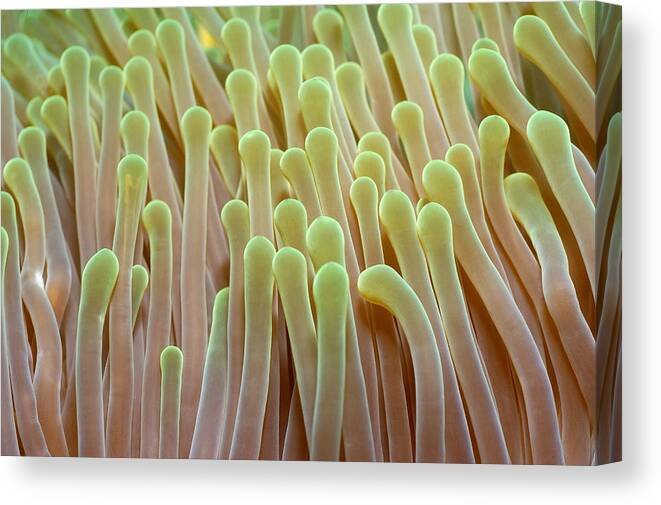 Flpa Canvas Print featuring the photograph Anemone Tentacles Maldives by Malcolm Schuyl